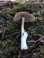 Bolbitius aleuriatus