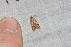 Oligoloba severa