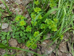 Chrysosplenium