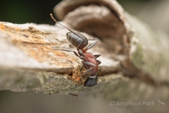 Camponotus atrox