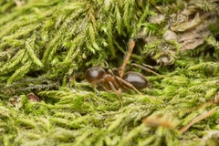 Lasius hayashi