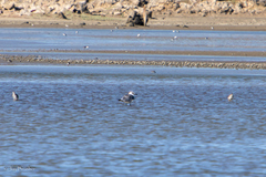 Leucophaeus atricilla