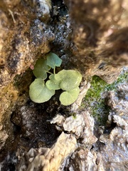 Erythranthe dentiloba