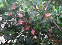 Dodonaea viscosa spatulata