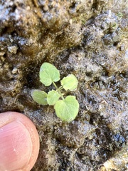 Erythranthe dentiloba