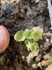 Erythranthe dentiloba
