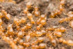 Crematogaster osakensis