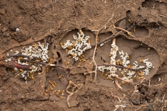 Crematogaster osakensis