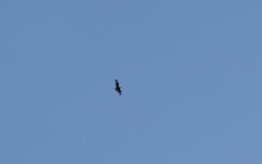 Hamirostra melanosternon