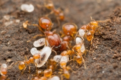 Pheidole fervida