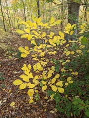 Styrax grandifolius