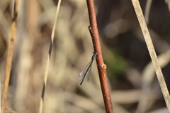 Lestes congener