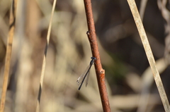 Lestes congener
