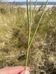 Sporobolus pumilus