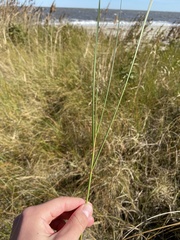 Sporobolus pumilus