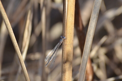 Lestes congener