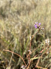 Limonium carolinianum