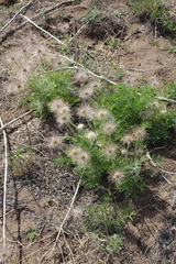 Pulsatilla turczaninovii