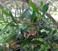 Dodonaea viscosa spatulata