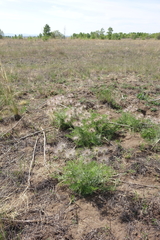 Pulsatilla turczaninovii