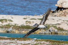 Pelecanus occidentalis occidentalis