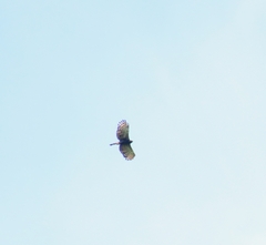 Spizaetus tyrannus