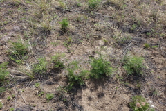 Pulsatilla turczaninovii