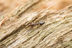 Crematogaster teranishii