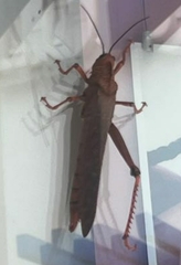 Acridoidea
