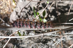 Ormiscodes cinnamomea