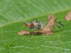 Drepanaphis acerifoliae