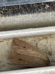 Mythimna convecta