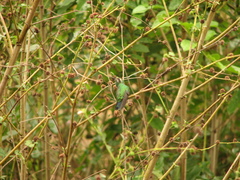 Chlorostilbon assimilis