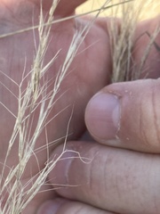 Aristida purpurea