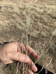 Aristida purpurea