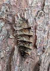 Dasysyrphus