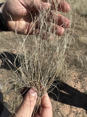 Aristida purpurea