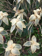 Strobilanthes gossypina