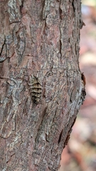 Dasysyrphus