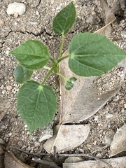 Mallotus repandus