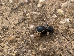 Gyriosomus