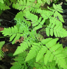 Gymnocarpium dryopteris