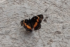 Chlosyne lacinia adjutrix