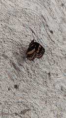 Chlosyne lacinia adjutrix