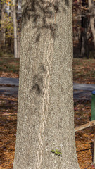 Quercus phellos