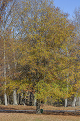 Quercus phellos