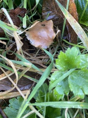 Psilocybe cyanescens