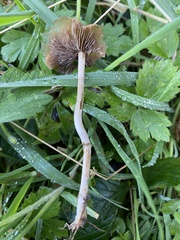 Psilocybe cyanescens
