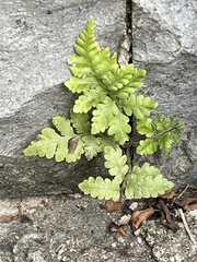 Asplenium adiantum-nigrum
