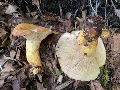 Lactarius repraesentaneus